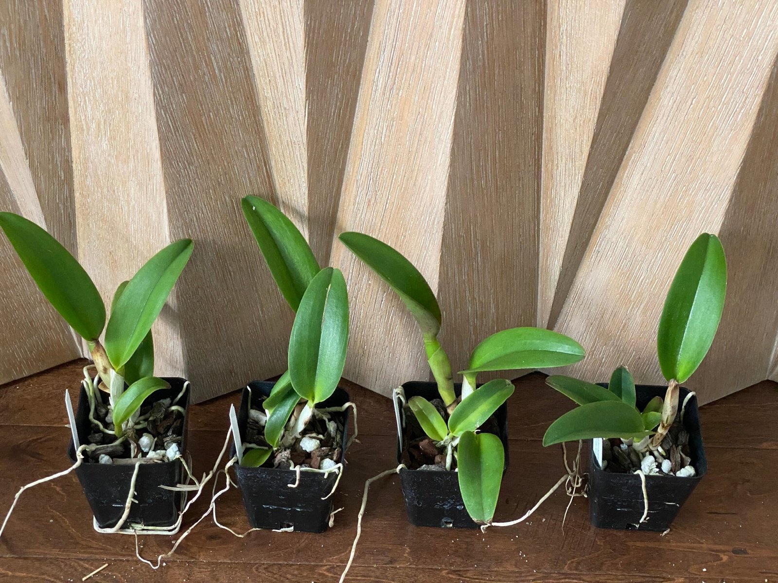 Blc. Prada Green Deluxe (3.5″ pot) - Everything Orchids