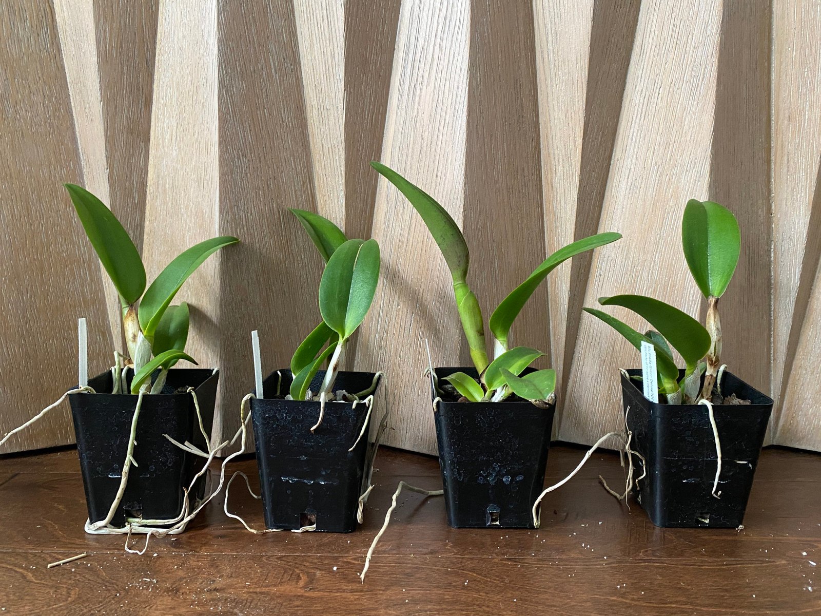Blc. Prada Green Deluxe (3.5″ pot) - Everything Orchids