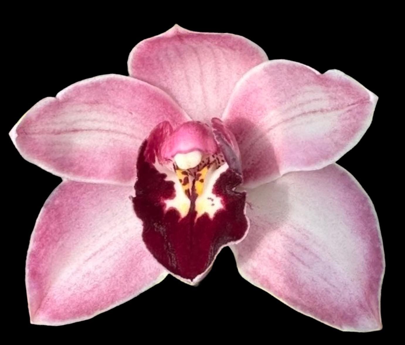 Cymbidium Vanna Rose x Yai ‘Monica’ (5″ pot) - Everything Orchids