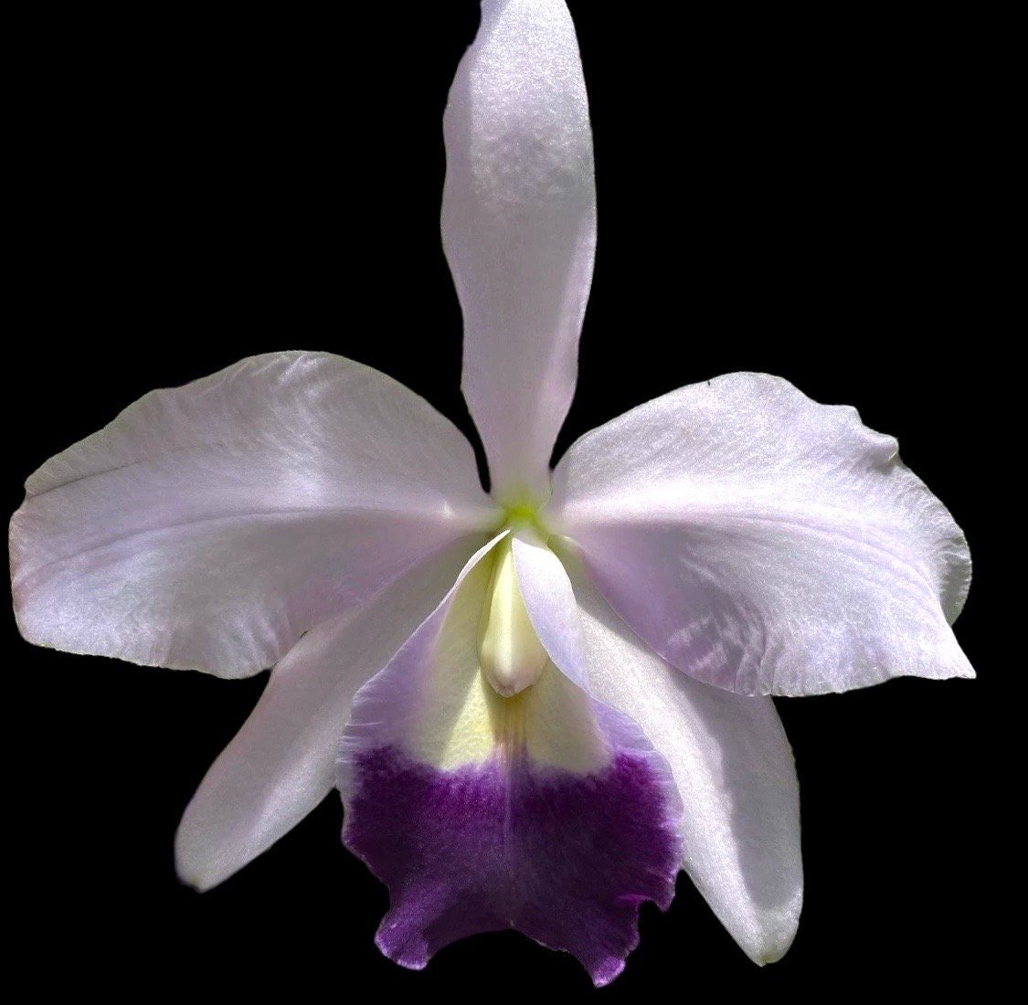 Lc. Mini Purple x C. labiata ‘Blue’ x ‘Blue’ (2” Pot) - Everything Orchids