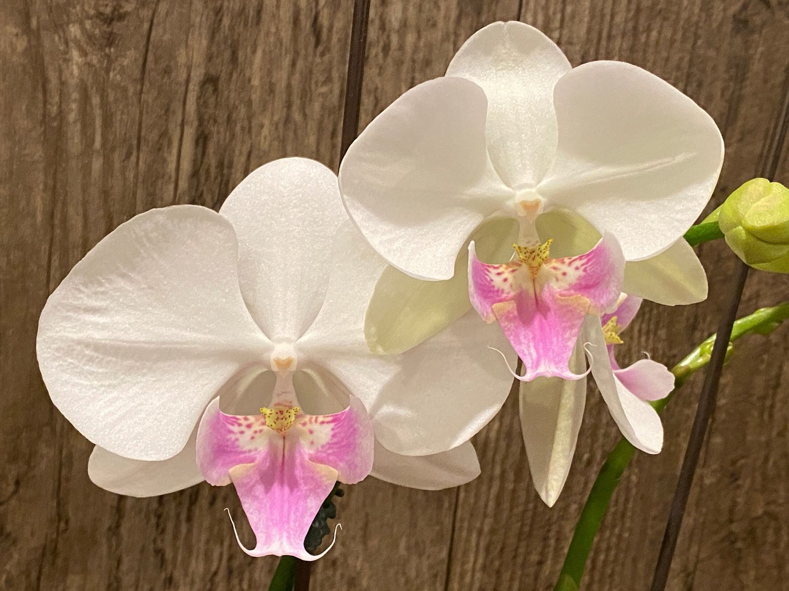 Phalaenopsis Charming Crystal Water 2 Spikes (4.5″ pot) - Everything ...