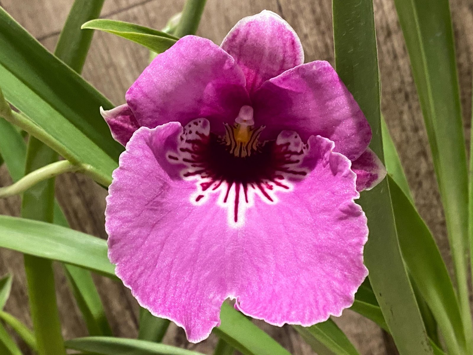 Triple Spikes Miltoniopsis Pretty In Pink (3.5″ pot) - Everything Orchids