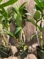 Dendrobium Hawaii Stripes (Mini Snowflake x Nida 'Stripes') Tall Canes (3.5” pot) - Image 4