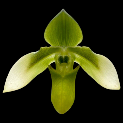 Paph. appletonianum var. aureum