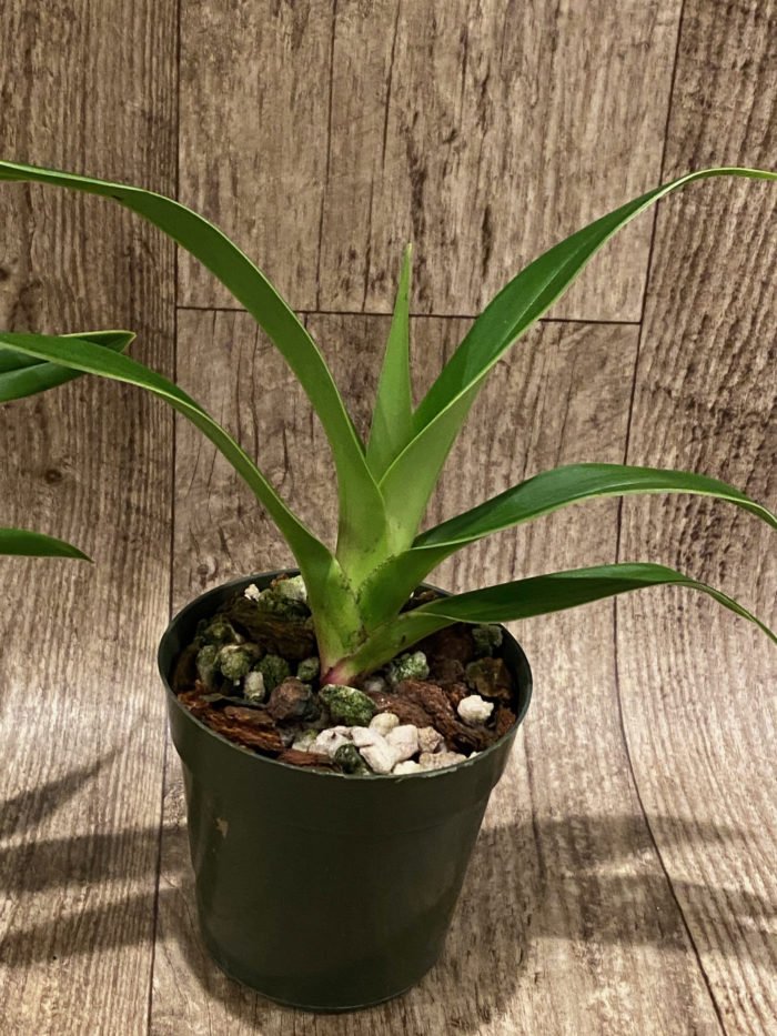 Phrag. Eric Young (besseae var. flavum x longifolium v. alba) (5" pot) - Image 6