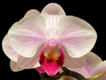 Phalaenopsis Younghome Pink Panther