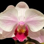 Phalaenopsis Younghome Pink Panther
