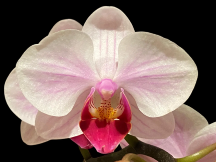 Phalaenopsis Younghome Pink Panther
