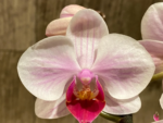 Double Spikes Phalaenopsis Younghome Pink Panther (3.5" pot) - Image 5