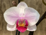 Double Spikes Phalaenopsis Younghome Pink Panther (3.5" pot) - Image 6