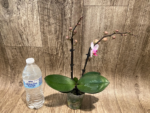 Double Spikes Phalaenopsis Younghome Pink Panther (3.5" pot) - Image 8