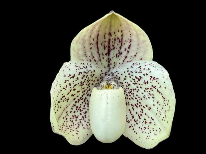 Paph. Donvischilum