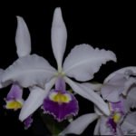 Cattleya warscewiczii v. coerulea x sib