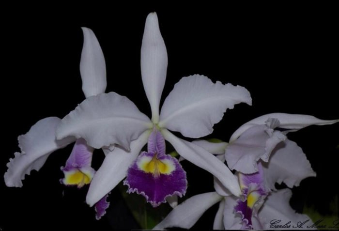 Cattleya warscewiczii v. coerulea x sib
