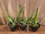 FRAGRANT- Cattleya warscewiczii v. coerulea x sib (‘Perfecta’ × ‘Hsinying”) (5” Pot) - Image 7