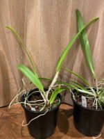 FRAGRANT- Cattleya warscewiczii v. coerulea x sib (‘Perfecta’ × ‘Hsinying”) (5” Pot) - Image 6
