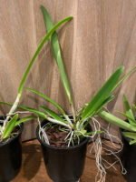 FRAGRANT- Cattleya warscewiczii v. coerulea x sib (‘Perfecta’ × ‘Hsinying”) (5” Pot) - Image 5