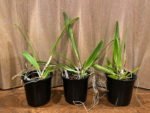 FRAGRANT- Cattleya warscewiczii v. coerulea x sib (‘Perfecta’ × ‘Hsinying”) (5” Pot) - Image 3