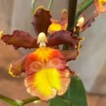 Odontocidium Catatante ‘Sun King’ BLOOMING SIZE (3.5” pot)