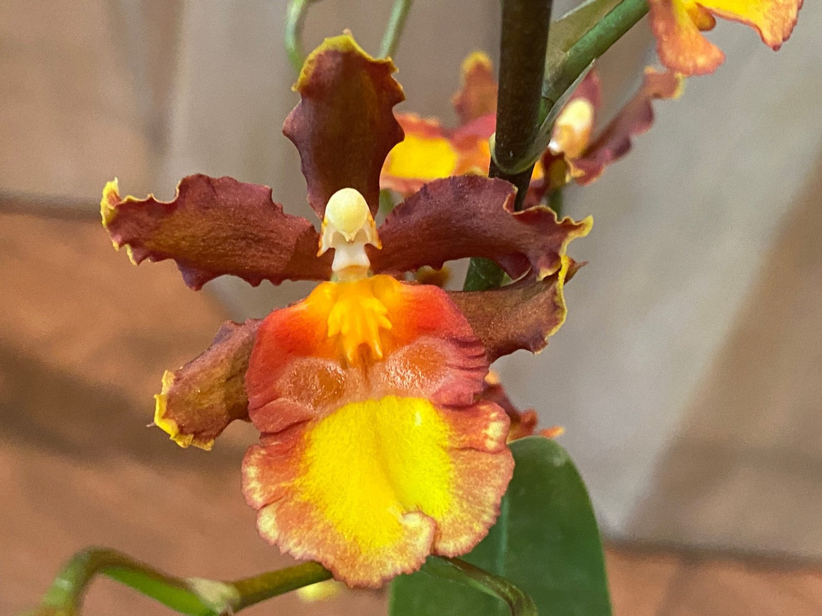 Shop Everything Orchids