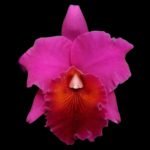 Pot. Memoria Yoshi Tsubaki ’Supreme’ (Blc. Jeremy Island x Pot Hisako Akatsuka) (2” pot)