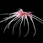 Bulbophyllum Worayuth White Fang× Lion King (Mericlone) Blooming Size