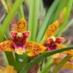 Fragrant Maxiliaria Memoria Ben Berliner ‘Yellow Cape’ (3.5” Pot)