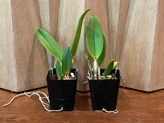 Lc. Aiea Lorraine ‘Paradise’ (Lc. Ann Morning x Lc. Robert Strait) (3.5” pot) - Image 2