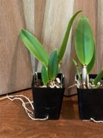 Lc. Aiea Lorraine ‘Paradise’ (Lc. Ann Morning x Lc. Robert Strait) (3.5” pot) - Image 4