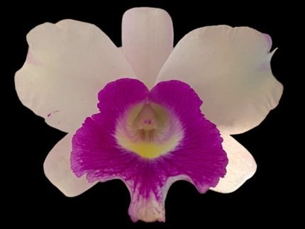 Lc. Aiea Lorraine ‘Paradise’ (Lc. Ann Morning x Lc. Robert Strait) (3.5” pot)