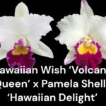 Rlc. Good News ‘Yuki’ x (Hawaiian Wish ‘Volcano Queen’ x Pamela Shells ‘Hawaiian Delight’) (3.5” pot)