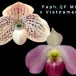 Paph. QF Riley