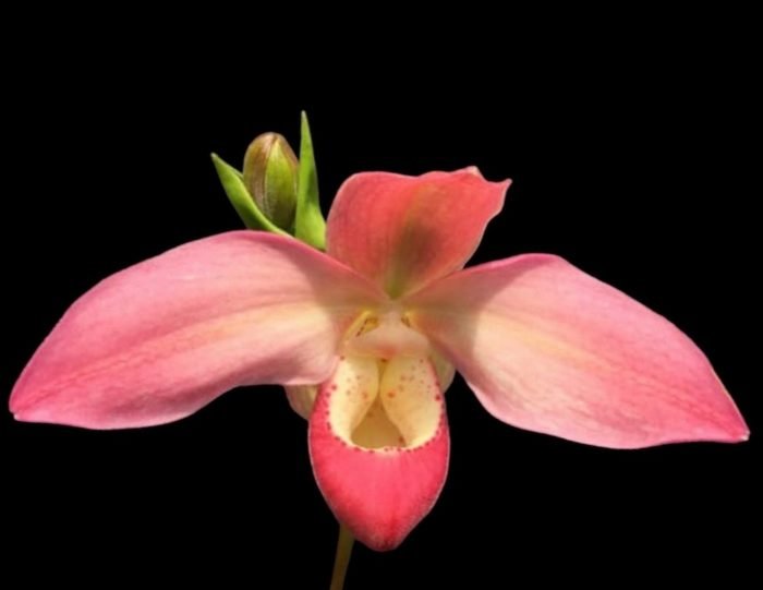 Phragmipedium Quintal Bang (QF Kamakilo Tyler x Twilight) Bloomng Size (4" pot)