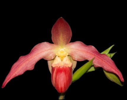 Phragmipedium Quintal Fire Wings (QF Red Wings x QF Kamkakilo Tyler) (4" pot)