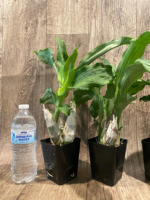 Catasetum Frilly Doris Blooming Size (3.5” Pot) - Image 2