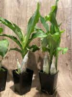 Catasetum Frilly Doris Blooming Size (3.5” Pot) - Image 3
