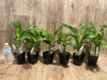 Catasetum Frilly Doris Blooming Size (3.5” Pot) - Image 5