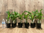 Catasetum Frilly Doris Blooming Size (3.5” Pot) - Image 6