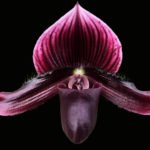Paph. Lorraines Pride