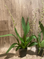 Double Spikes - Ons. Catatante ‘Los Robles’ (3.5” pot) - Image 5