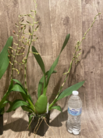 Double Spikes - Ons. Catatante ‘Los Robles’ (3.5” pot) - Image 6