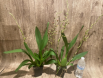 Double Spikes - Ons. Catatante ‘Los Robles’ (3.5” pot) - Image 3