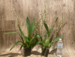 Double Spikes - Ons. Catatante ‘Los Robles’ (3.5” pot) - Image 7
