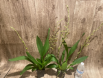 Double Spikes - Ons. Catatante ‘Los Robles’ (3.5” pot) - Image 4