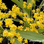 Oncidium Twinkle ‘Yellow Sunlight’
