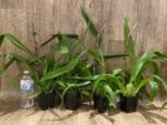 In Spike Odontocidium Everglades Elegance ‘Nancy Lee’ HCC/AOS