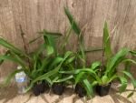 In Spike Odontocidium Everglades Elegance ‘Nancy Lee’ HCC/AOS (3.5” Pot) - Image 7