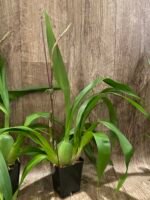 In Spike Odontocidium Everglades Elegance ‘Nancy Lee’ HCC/AOS (3.5” Pot) - Image 6