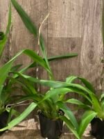 In Spike Odontocidium Everglades Elegance ‘Nancy Lee’ HCC/AOS (3.5” Pot) - Image 5