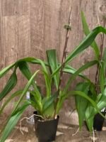 In Spike Odontocidium Everglades Elegance ‘Nancy Lee’ HCC/AOS (3.5” Pot) - Image 3